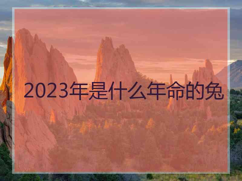 2023年是什么年命的兔